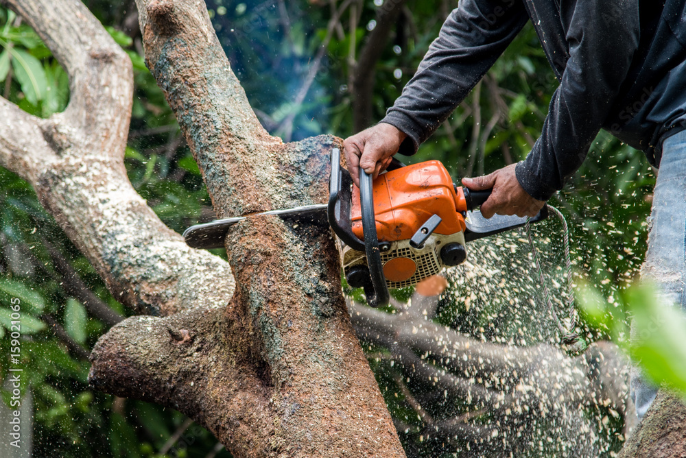 Tree Service